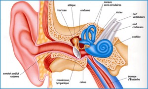 ear