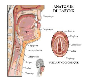 anatomy of the larynx