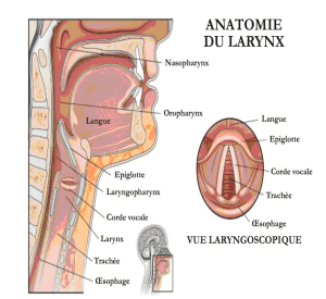 larynx pharynx vocal cords