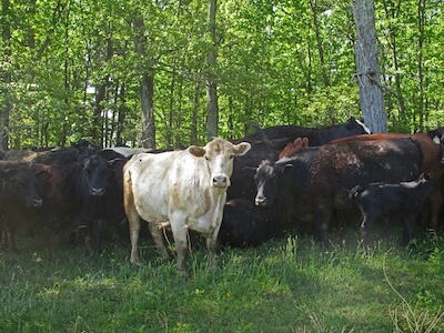 vaches